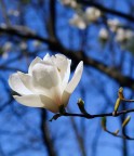 oggi vado in bianco oggi vado in bianco