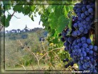 Bertinoro, vigneto Bertinoro, vigneto