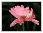 gerbera rosa