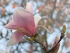 magnolia magnolia