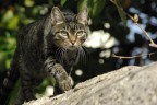 Miao felix Miao felix