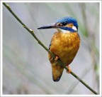 Martino - Oasi di Sant'alessio Martino - Oasi di Sant'alessio