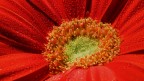 Petali rossi Petali rossi