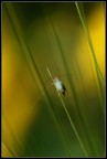 Afide solitario