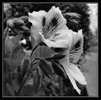 Fiori di campo Fiori di campo