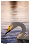 cigno cigno