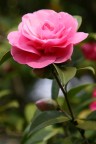 Camelia Camelia