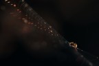 Scivolando