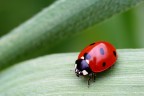 Coccinella Coccinella