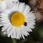 altra margherita, altra cocci altra margherita, altra cocci