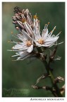 Asphodelus Microcarpus Asphodelus Microcarpus