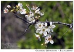 Crategus Monogyna - Biancospino Crategus Monogyna - Biancospino