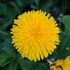 fiore di tarassaco fiore di tarassaco