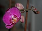 Orchidea Orchidea