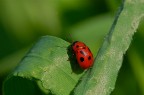 Dopo qualche intrusione poco fortunata nei forum Paesaggio e Natura, torno a casetta con la coda tra le gambe proponendovi questa immagine. Nikon d50 con Sigma 150mm apo macro, 1/60 sec. f/9,5 con treppiede. Commenti e critiche gradite!