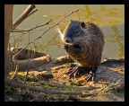 Myocastor Coypus Myocastor Coypus