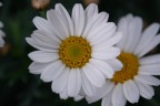 distico