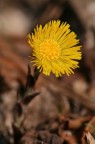 Tussilago farfara Tussilago farfara
