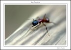 La formica La formica