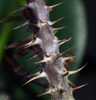 niente rose....solo spine! niente rose....solo spine!