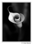 Calla B&W Calla B&W