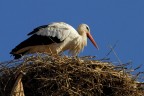 Cicogna sul nido Cicogna sul nido