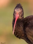 Eos 40D + Canon 100-400 @400mm
ISO 400
F/7,1
1/400sec
Mano libera
Stabilizer  mode 1 su on