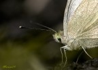 20D + Sigma150
ISO 100
F/6,3
1/400 sec
Mano Libera