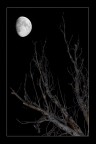 moon moon