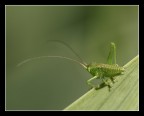 Tettigonia viridissima Tettigonia viridissima
