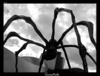 Tarantula Tarantula