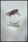 Mosca allo specchio Mosca allo specchio