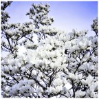 White silence White silence