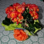 Fiori 8.jpg Fiori 8.jpg