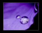 Violet drop Violet drop