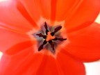 Dentro il tulipano