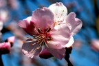 Fiore di pesco Fiore di pesco
