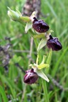 Ophrys sphegodes Ophrys sphegodes