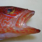 pesce in macro pesce in macro