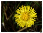 Tussilago Farfara Tussilago Farfara