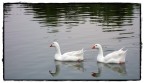 Coppietta al lago
