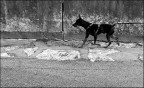 Ad altezza cane...