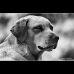 ::: PRIMA O POI TI MORDO ::: ::: PRIMA O POI TI MORDO :::