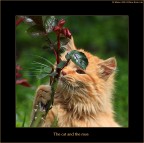 The cat and the rose The cat and the rose
