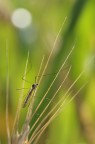 fragile e instabile