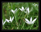 fiorellini fiorellini