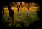 Trees #2 Trees #2