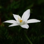 Bianco delicato Bianco delicato