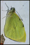 Metamorfosi