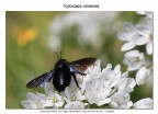 Xilocapa violacea Xilocapa violacea